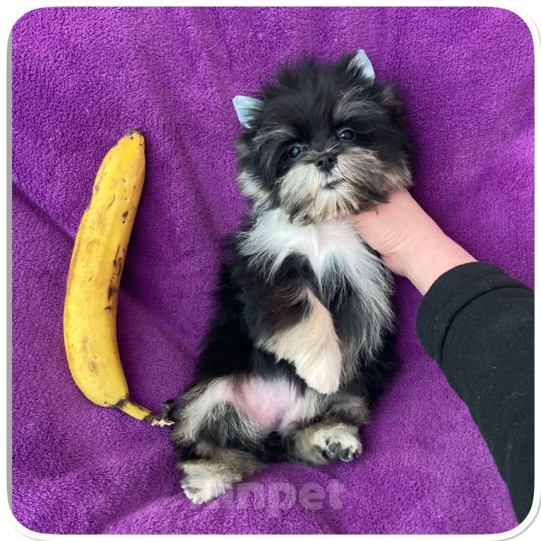 Собаки в Москве: Чёрный йорк девочка стандарт кукольная Девочка, 70 000 руб. - фото 3