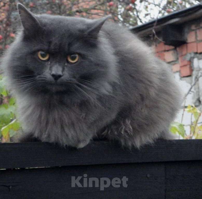 Кошки в Анапе: Сифон Мальчик, 5 000 руб. - фото 1