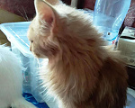 Кошки в Чебоксарах: Мальчик Мейн-кун Мальчик, 5 000 руб. - фото 2