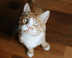 Кошки в Бологом: Кот Виконт, 55 руб. - фото 3