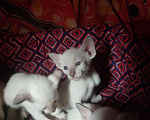 Кошки в Острогожске: Сиамская, 12 000 руб. - фото 2