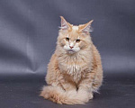 Кошки в Солнечногорске: Котята мейн куна Мальчик, 35 000 руб. - фото 3