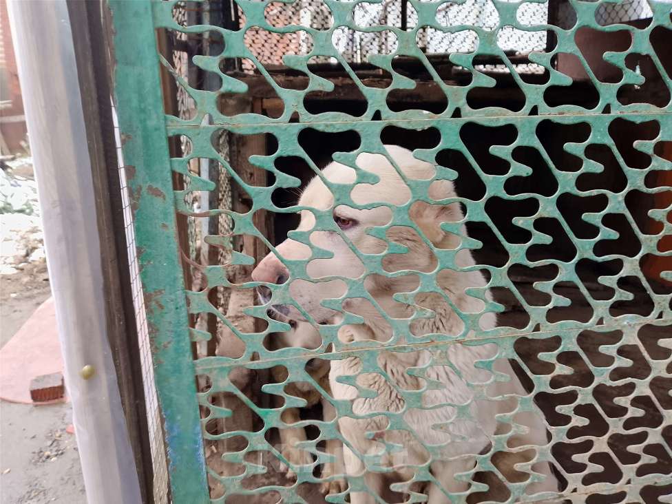 Собаки в других городах Краснодарского края: Алабай Девочка, 5 000 руб. - фото 2