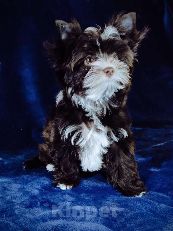 Собаки в Москве: Шоколадный йоркширский терьер Девочка, 60 000 руб. - фото 1