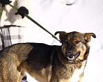 Собаки в Балашихе: Молодой добрый пёс 1,10 г. из приюта Мальчик, Бесплатно - фото 5