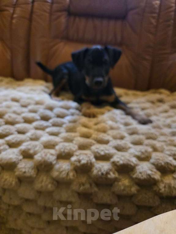 Собаки в Приозерске: Продаеться щенок ягдтерьера  Мальчик, 20 000 руб. - фото 6