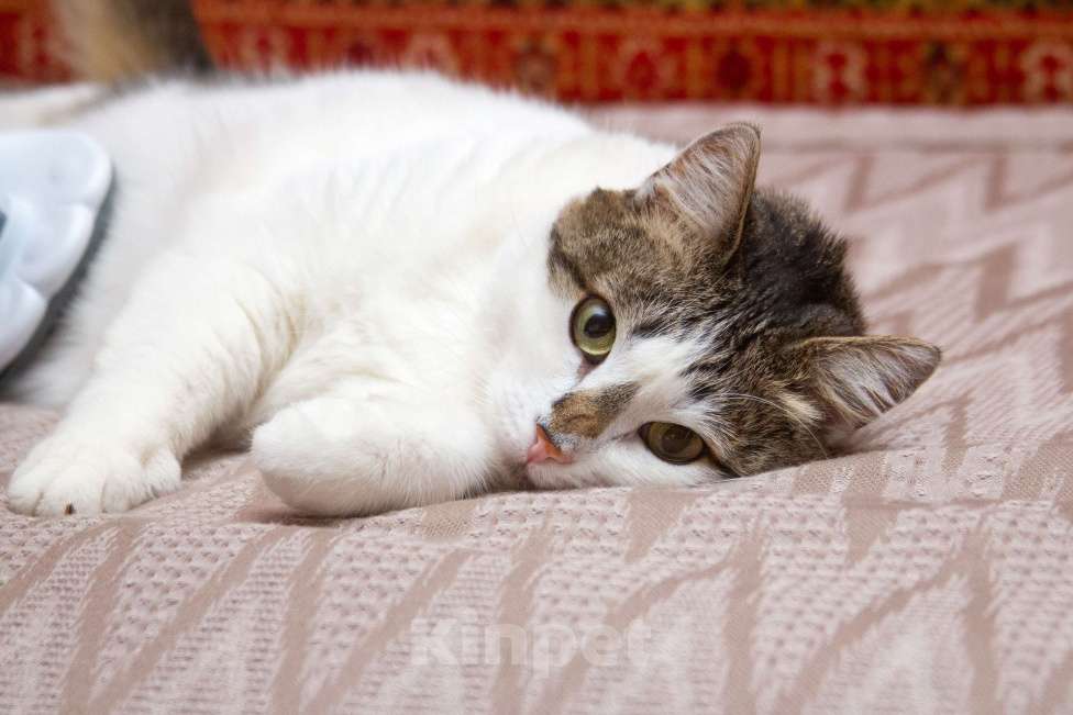 Кошки в Москве: Ищет свою семью плюшевая толстушка Веснушка!  Девочка, Бесплатно - фото 6