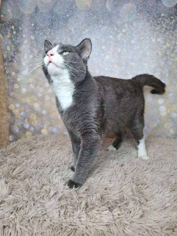 Кошки в Москве: Кот бело-голубого в добрые руки Мальчик, Бесплатно - фото 3