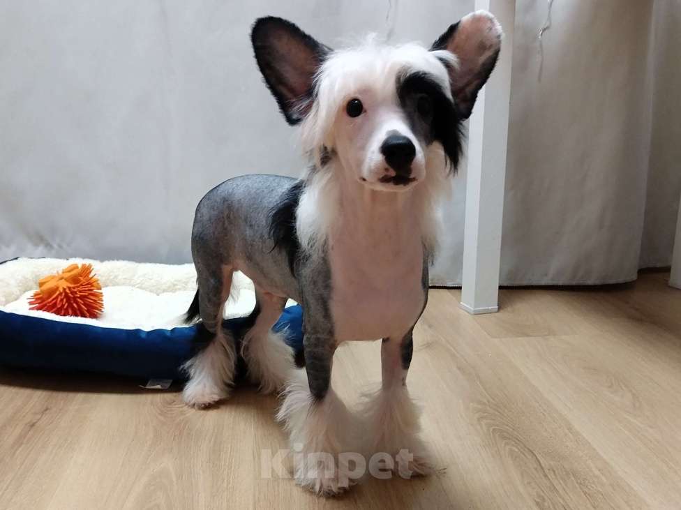 Собаки в Санкт-Петербурге: Голый мальчик Мальчик, Бесплатно - фото 9