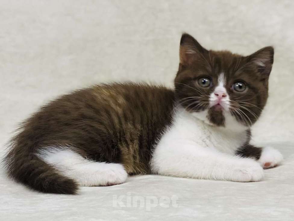 Кошки в Люберцах: Британская кошечка Девочка, 50 000 руб. - фото 3