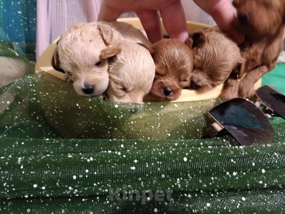 Собаки в Москве: Мальтипу девочки и мальчики Девочка, 55 000 руб. - фото 5