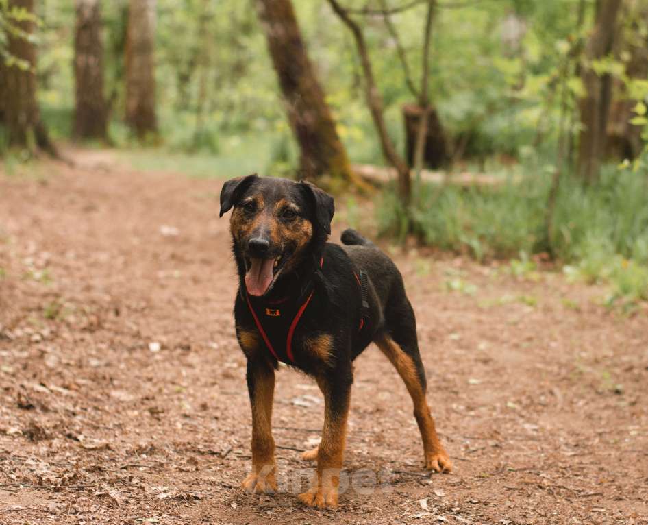 Собаки в Москве: Метис ягдтерьера в добрые руки Мальчик, Бесплатно - фото 2