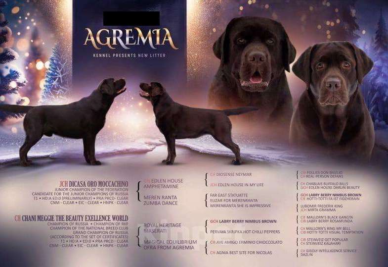 Собаки в Люберцах: Элитный щенок ЛАБРАДОРА- РЕТРИВЕРА девочка Brava Fortuna Agremia - (удачливая Агремия Девочка, 100 000 руб. - фото 5