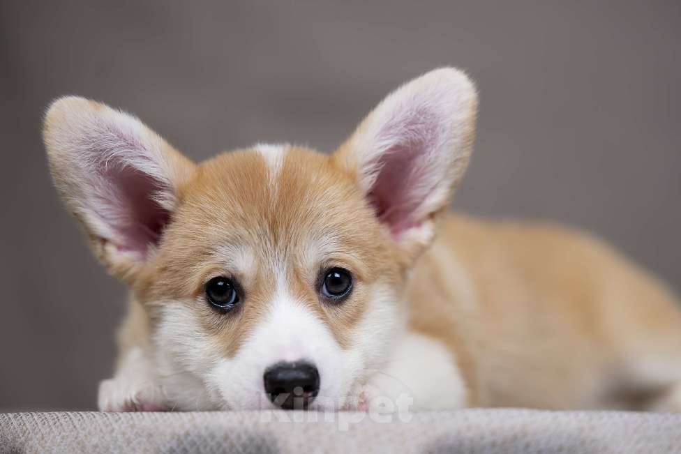 Собаки в Перми: Щенки вельш корги пемброк девочки Девочка, 40 000 руб. - фото 5