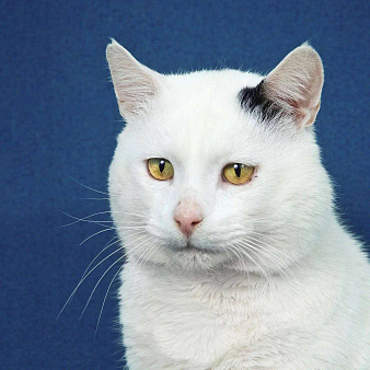 кот Беляшик ищет дом