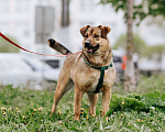 Собаки в Москве: бесплатно в добрые руки Кира Девочка, Бесплатно - фото 7