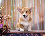 Собаки в Москве: Очень красивый мальчик вельш корги пемброк Мальчик, 70 000 руб. - фото 5