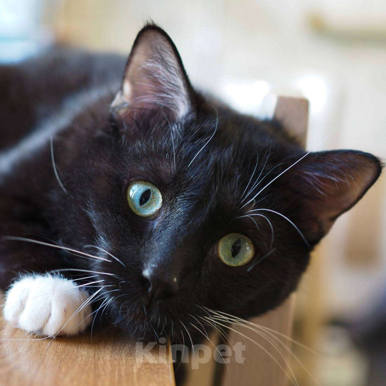 Кошки в Москве: Обаятельный Сиэтл ищет семью Мальчик, Бесплатно - фото 2