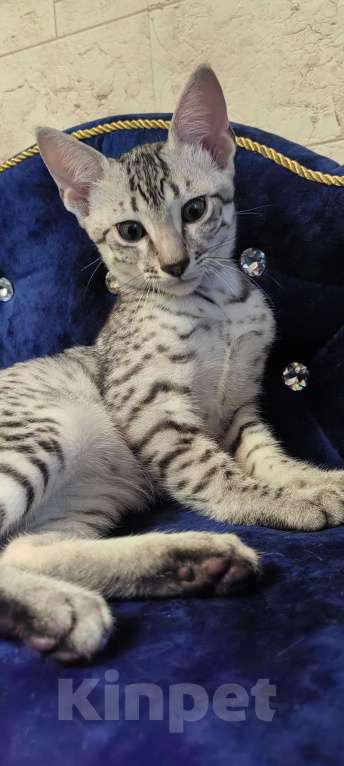 Кошки в Санкт-Петербурге: Котёнок Мау Эрос Мальчик, 50 000 руб. - фото 2