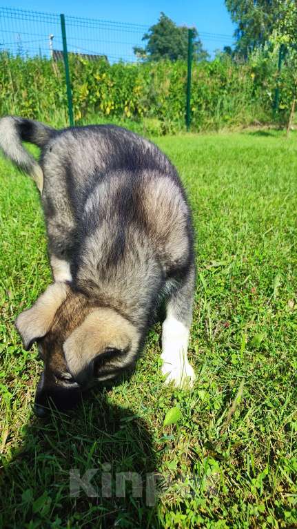 Собаки в других городах Московской области: Доча ищет дом  Девочка, Бесплатно - фото 8