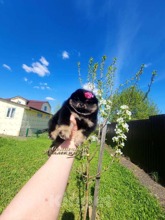 Собаки в Москве: Померанский шпиц девочка РКФ Девочка, Бесплатно - фото 3