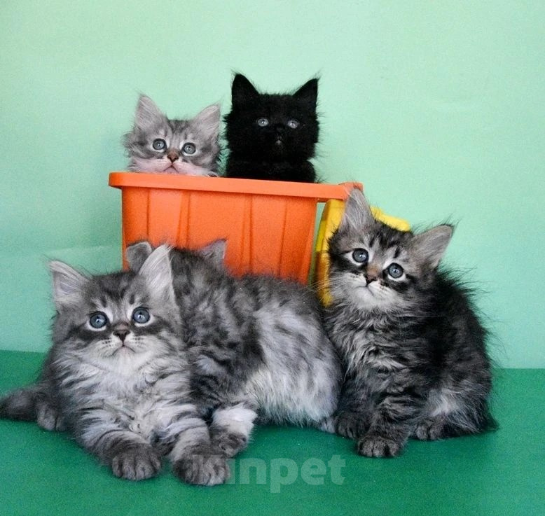 Кошки в Москве: Сибирские чистокровные котята. Разнополые, Бесплатно - фото 2