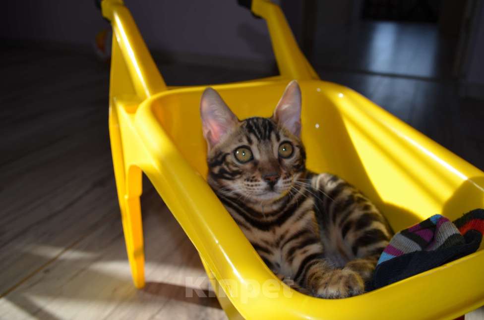 Кошки в Москве: Бенгальский мальчишка с  родословной (в наличии) Мальчик, 40 000 руб. - фото 2