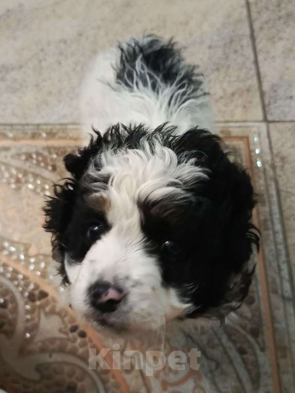 Собаки в Приморско-Ахтарске: Щенок Бишон Фризе Мальчик, 15 000 руб. - фото 3