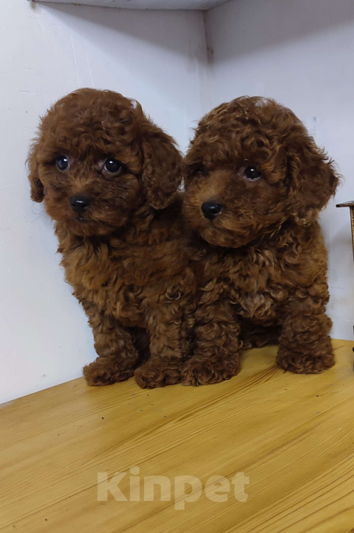 Собаки в Москве: Щенки Той-пуделя Девочка, 90 000 руб. - фото 2