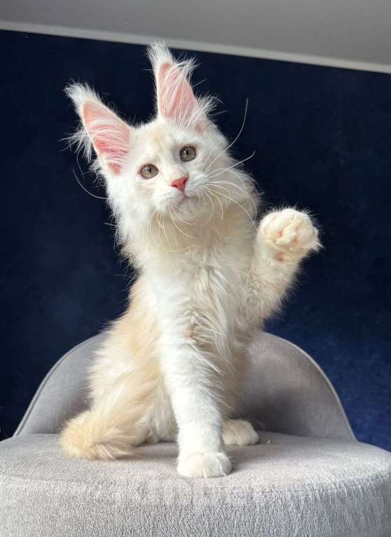 Кошки в Москве: Шикарный мейн кун Мальчик, 50 000 руб. - фото 2