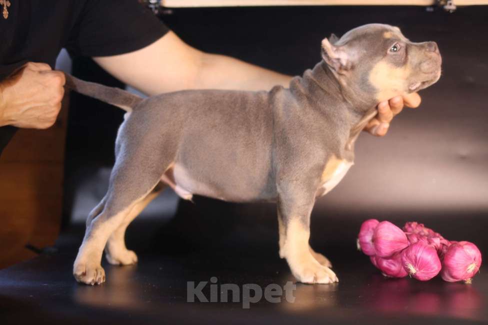 Собаки в Всеволожске: ММ ДАВИД КЬЯНТИ Мальчик, Бесплатно - фото 4