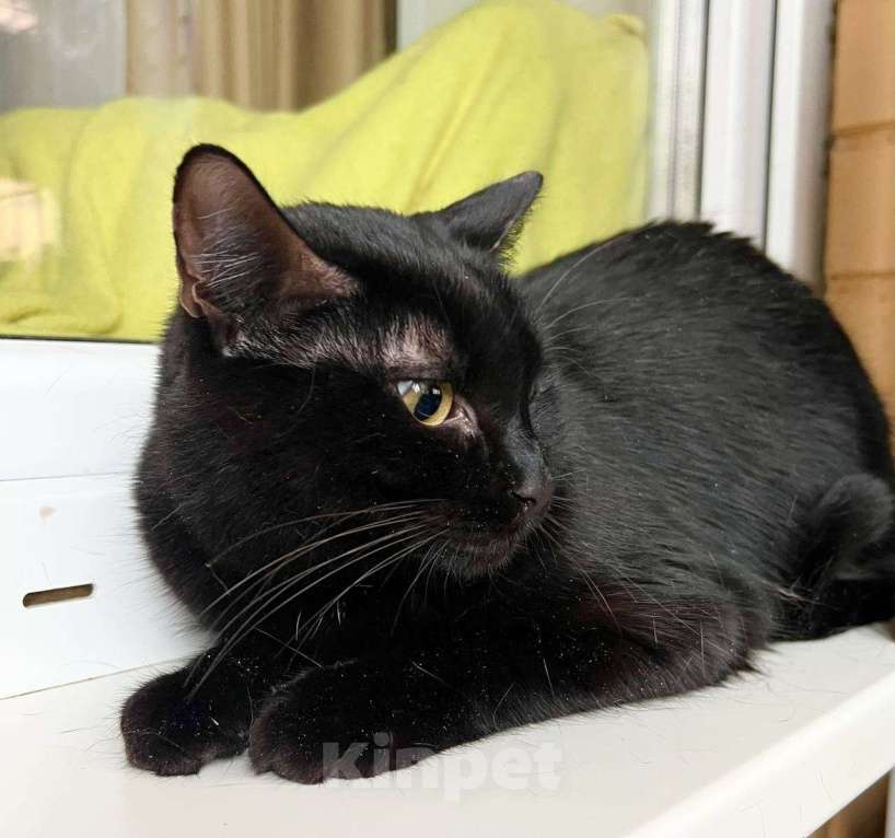 Кошки в Москве: Кошка Черри – длинноногая красотка в добрые руки Девочка, Бесплатно - фото 3
