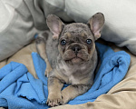 Собаки в Краснодаре: Французский бульдог Девочка, 40 000 руб. - фото 1