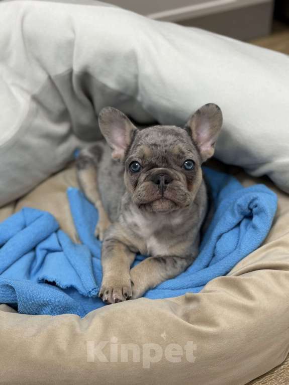 Собаки в Краснодаре: Французский бульдог Девочка, 40 000 руб. - фото 1