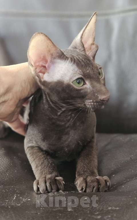 Кошки в Перми: Петерболд котята Мальчик, 70 000 руб. - фото 2