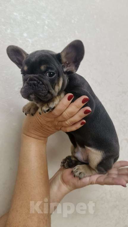 Собаки в Белореченске: Французский бульдог  Мальчик, 35 000 руб. - фото 3