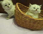 Кошки в Ливны: Невские маскарадные котята 2 м. -д.р.- 5 июля, 12 000 руб. - фото 2