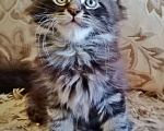 Кошки в Малоархангельске: Котята Мейн Кун., 20 000 руб. - фото 6