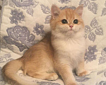 Кошки в Касимове: Золотая шиншилла., 100 руб. - фото 1