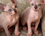 Кошки в Серове: Котята канадского сфинкса , 35 000 руб. - фото 2