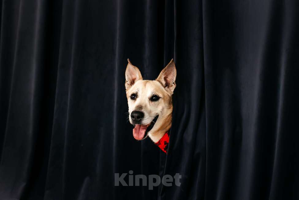 Собаки в Москве: Бевшедомашний пес Филя, в приюте. Очень нужен дом!  Мальчик, Бесплатно - фото 4