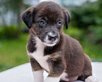 Собаки в Солнечногорске: Щенок-девочка в добрые руки Девочка, Бесплатно - фото 5