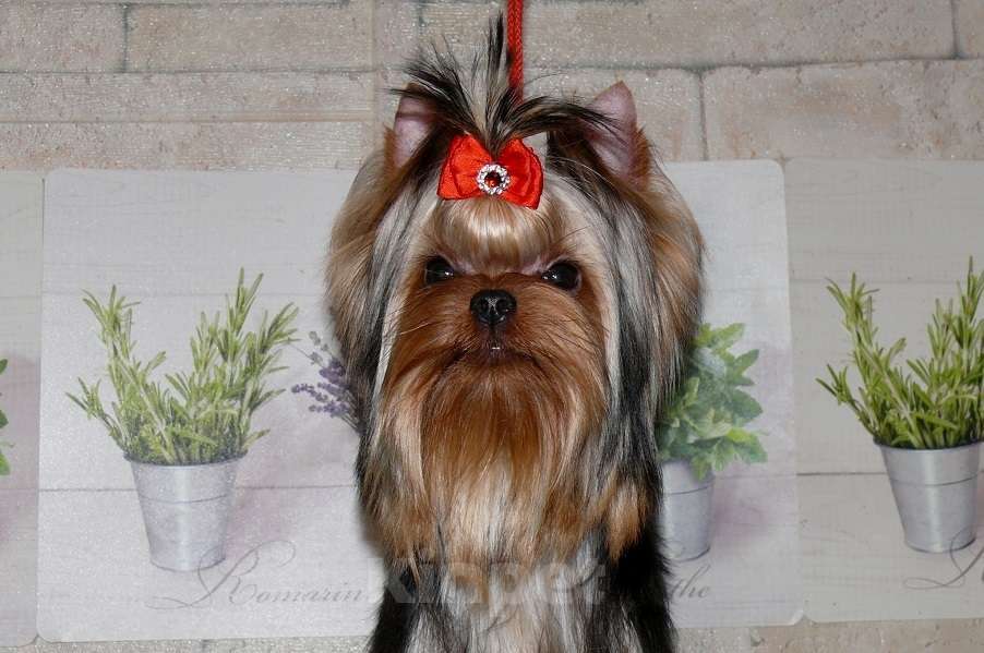 Собаки в Королеве: Девочка йорк, 8 мес. Девочка, 80 000 руб. - фото 9