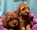 Собаки в Москве: Той- пудель девочки Девочка, 70 000 руб. - фото 2