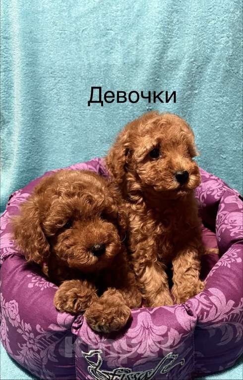 Собаки в Москве: Той- пудель девочки Девочка, 70 000 руб. - фото 2