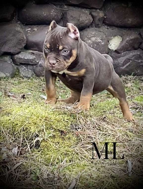 Собаки в Москве: Великолепные крепыши Мальчик, Бесплатно - фото 2