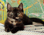 Кошки в Калуге: Разноцветная пеструшка. Котенок 2,5 мес в добрые руки. Девочка, Бесплатно - фото 2