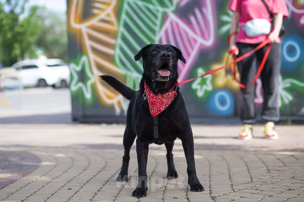 Собаки в Москве: Дружелюбный Неро ищет дом и семью! Мальчик, Бесплатно - фото 5