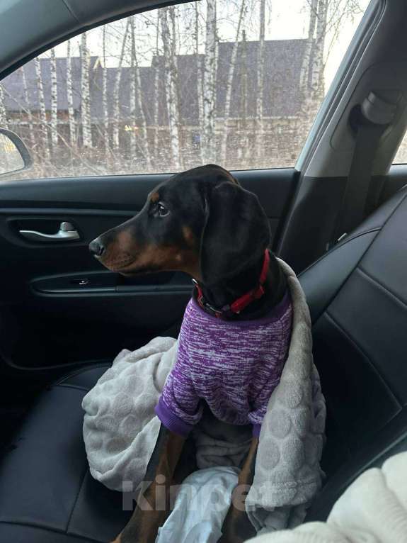 Собаки в Самаре: Щенок добермана девочка  Девочка, 20 000 руб. - фото 1