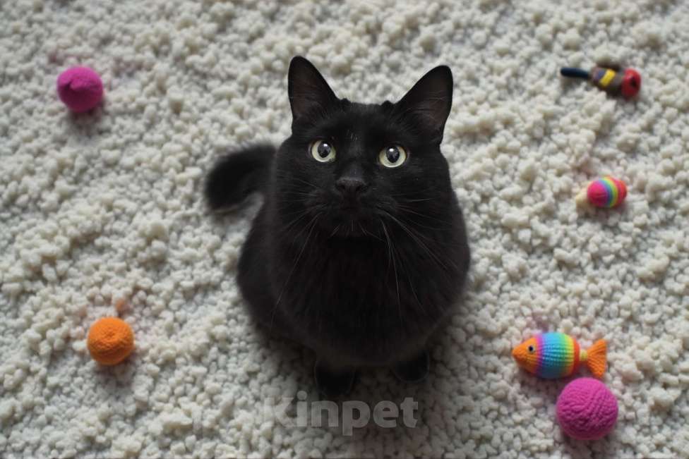 Кошки в Москве: Котик Найт в добрые руки Мальчик, 300 руб. - фото 1